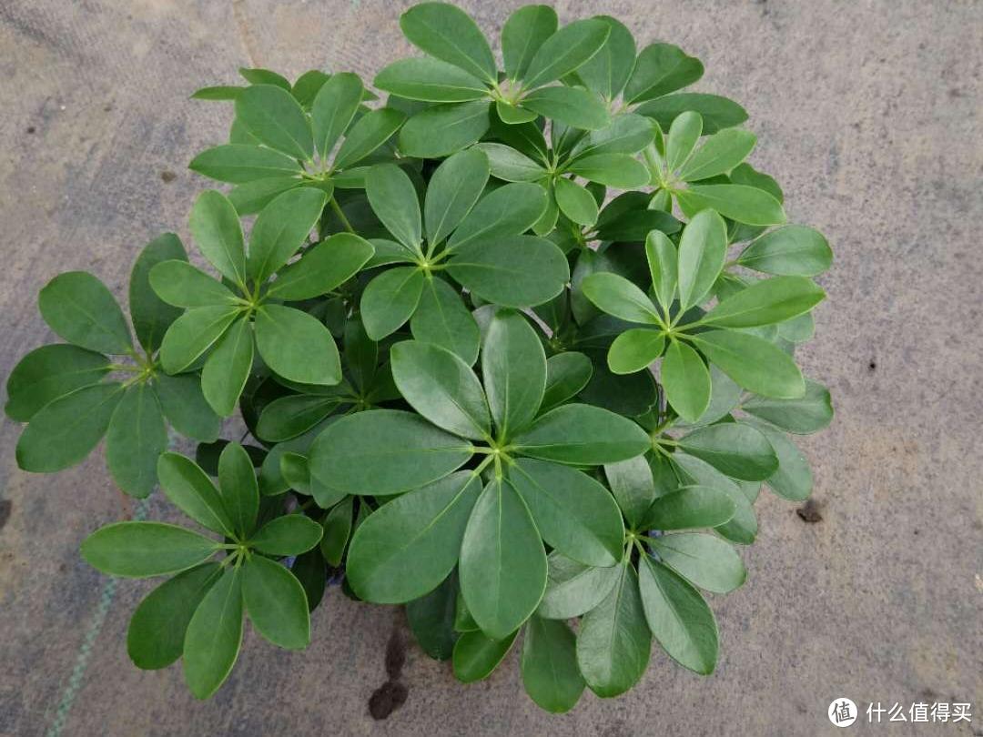 有些很小众,但真的好看的室内绿植推荐清单。春节家里更要美美的!