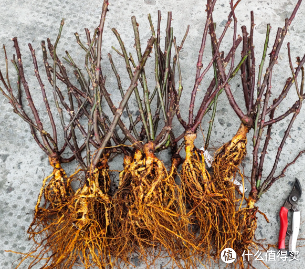 蓝妖：揭秘裸根月季苗怎么栽种养护，及选购方法与技巧，简单有效