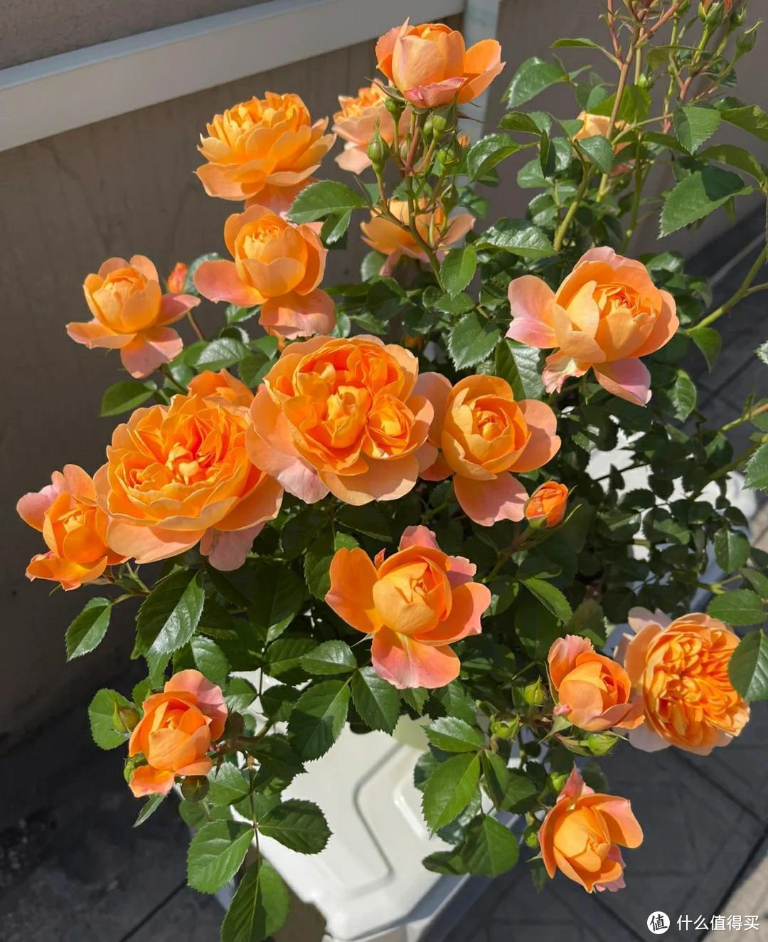 江苏一30岁姑娘,重金买下一处老宅,打造成小花园,太漂亮了