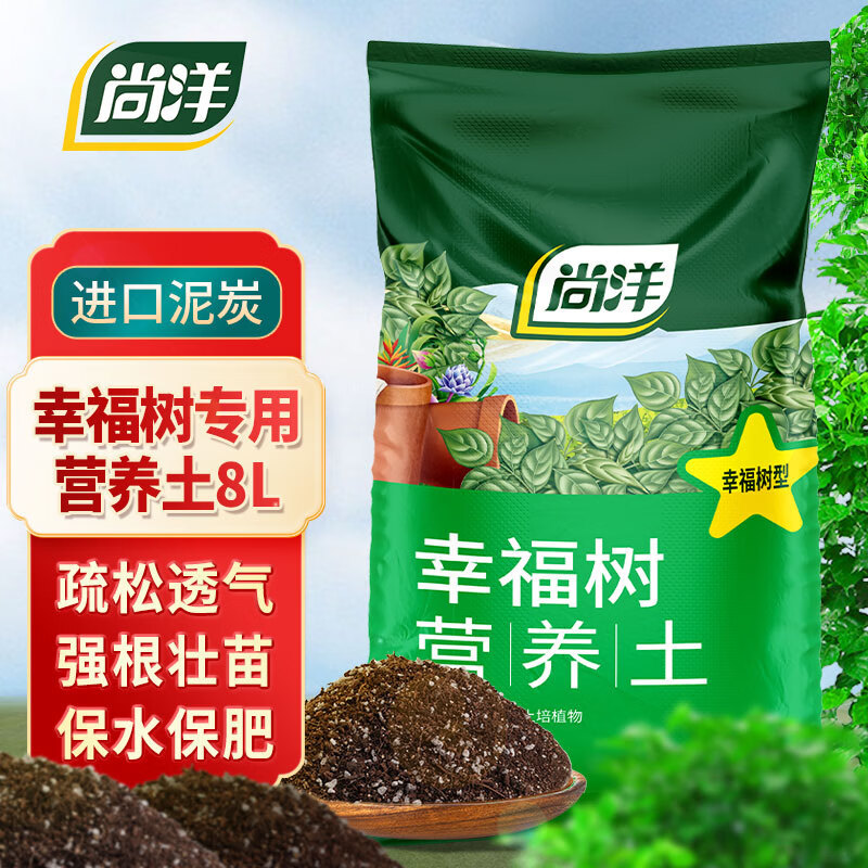 这种植物很好养之幸福树