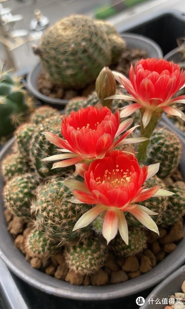 养仙人球,要注意“一点”,一直胖乎乎的,还能经常开出鲜艳的花