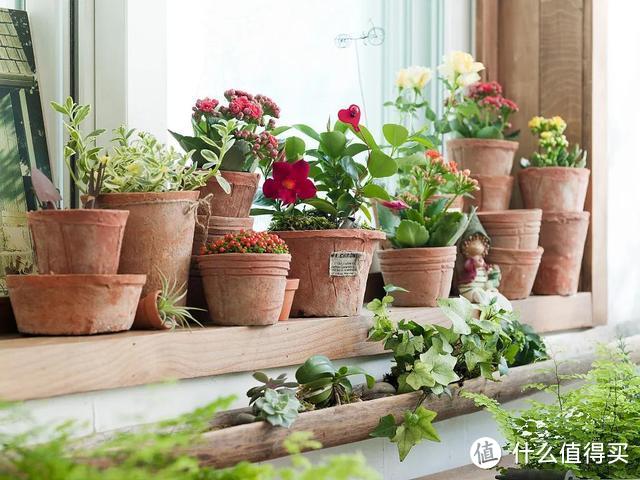 夏天盆栽这4种植物，“懒养”比“勤养”好，可得管好自己的手