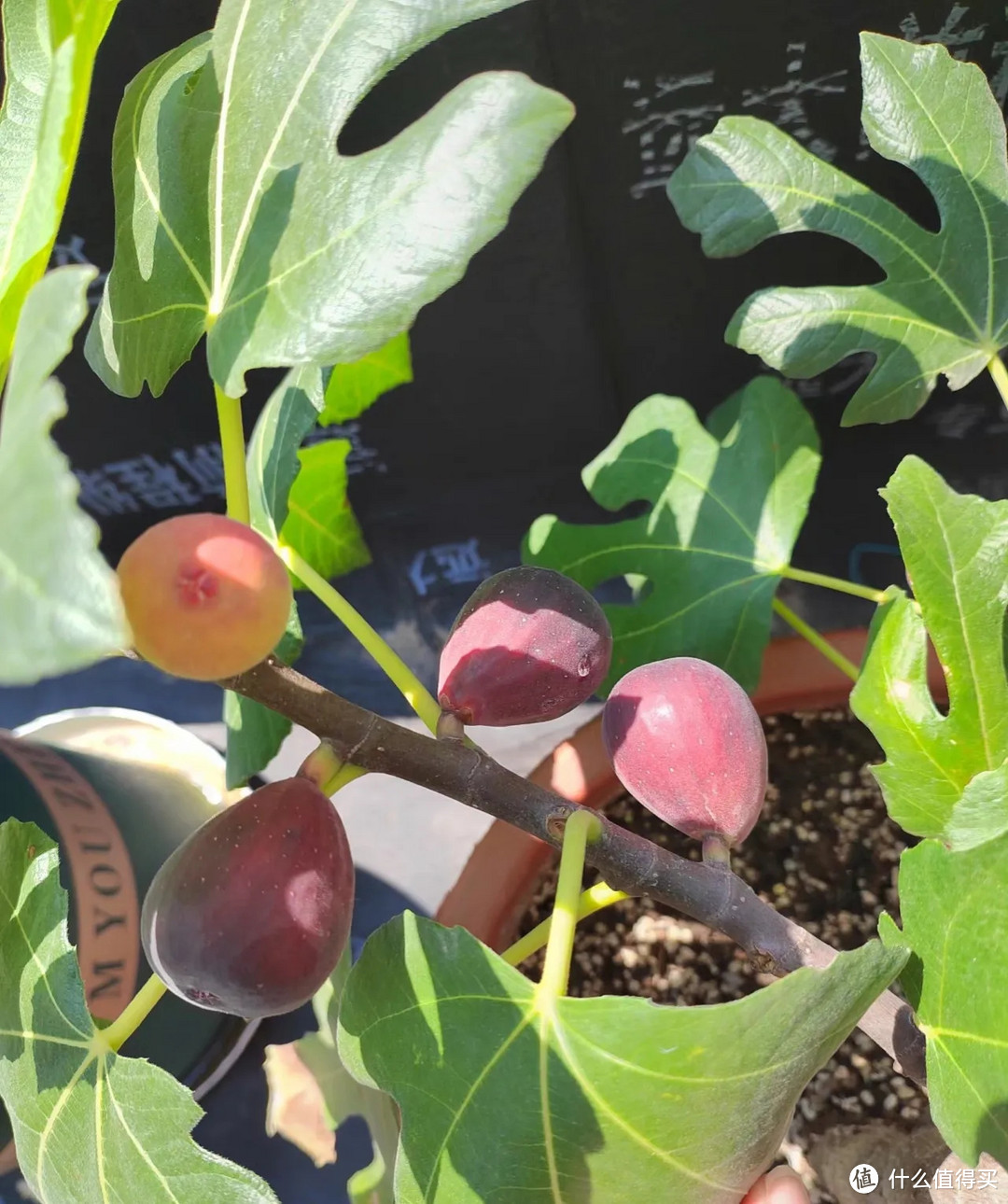 广州一太太的“无花果阳台”,妥妥的视觉效果,那叫一个“高级”