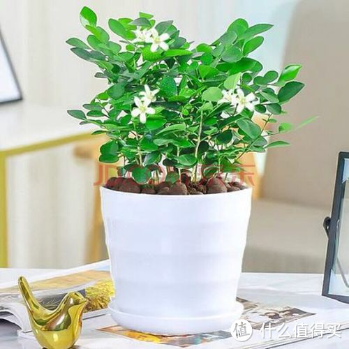 九里香盆栽的种植方法和注意事项
