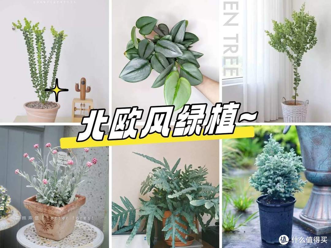适合北欧风的高颜值绿植——银灰绿色植物大盘点 ~