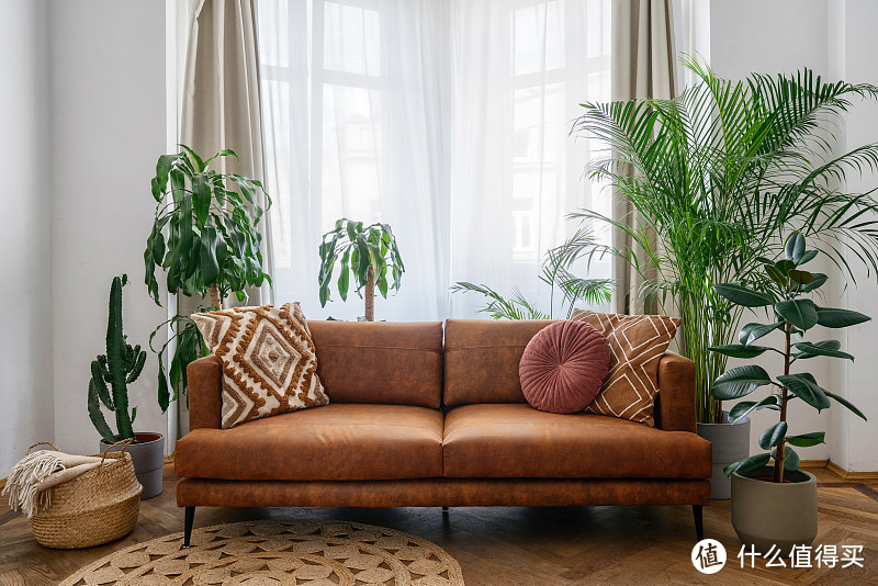 夏日宅家,这三款绿植打造清凉港湾