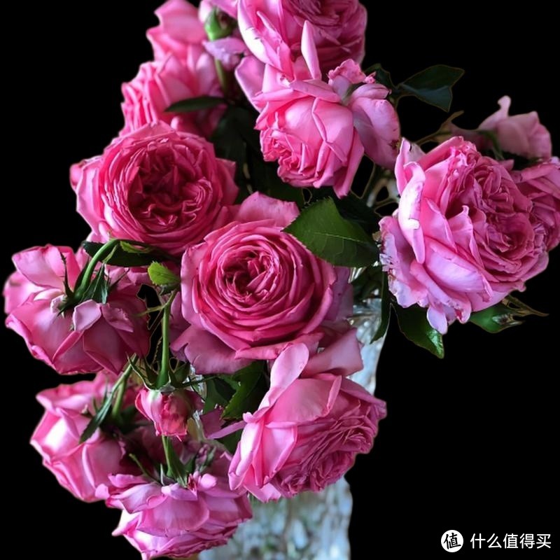 室内花卉养护指南